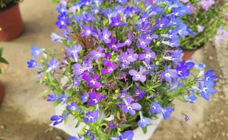 沈阳比较大的花卉市场,沈阳大东北最大花卉市场在哪里