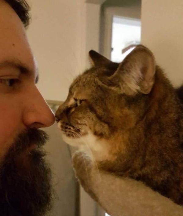 猫咪主动亲吻主人好几次说明什么,猫咪的鼻吻