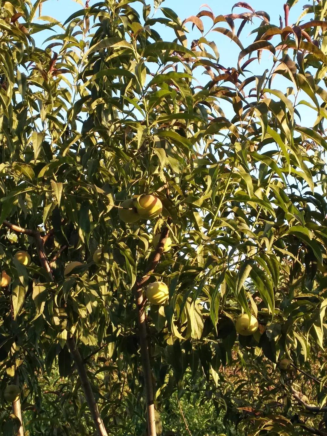 体验火车观光不用去火车站，来北京这个免费公园就可以！距市中心18公里，人少适合闲逛！