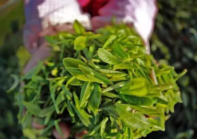 江西十大名茶产地,江西十大名茶排行榜