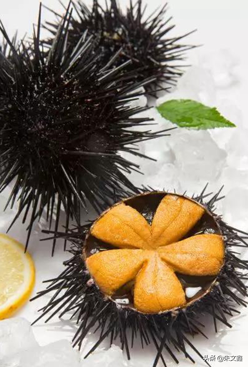 獐子岛海鲜品质是全国最好吗,獐子岛海鲜有什么