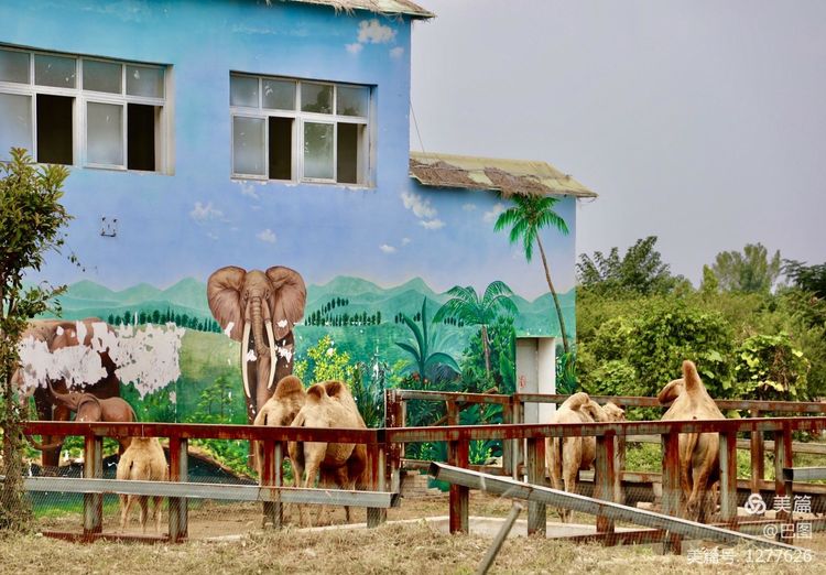 游玩万安山,洛阳万安山游玩攻略