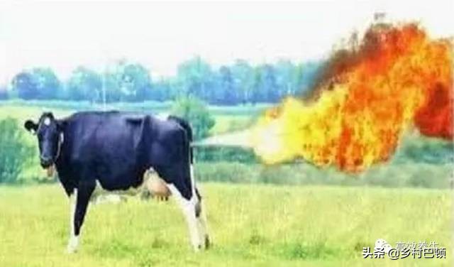 怎样预防牛胀气呢,牛胀气的防治