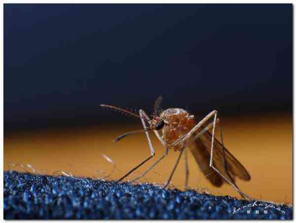 蚊子吸蚊体质怎么消除,易招蚊子体质怎么防蚊