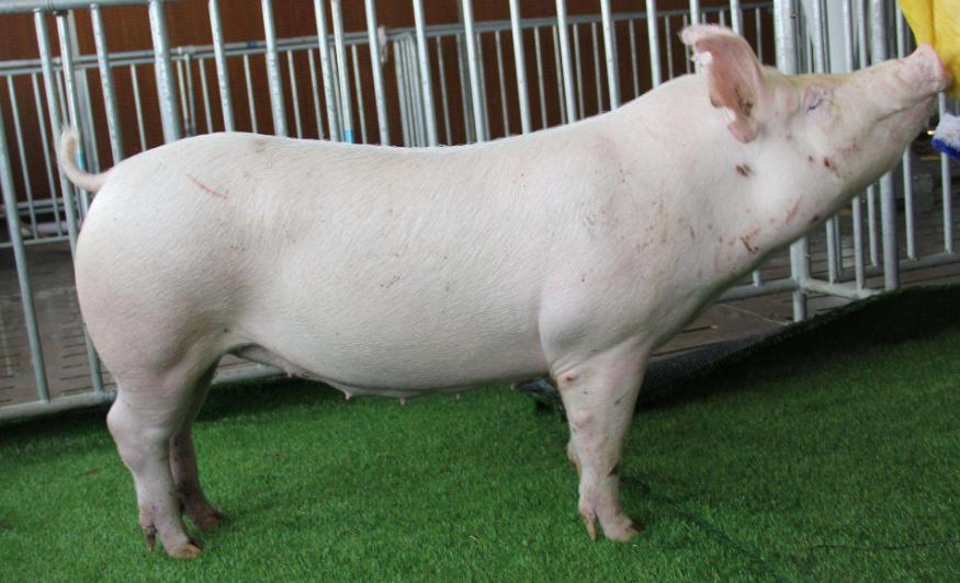 家里的猪不吃食怎么办,猪低温不吃食没精神怎么办