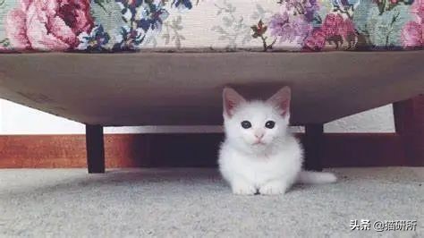 怎样对猫咪猫咪才不会害怕人,猫咪害怕怎么让它有安全感