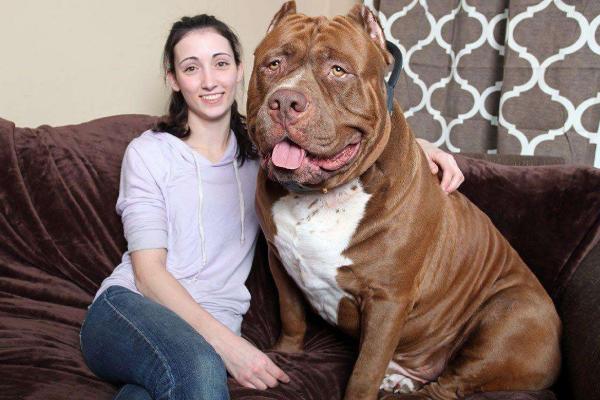 全球十大猛犬比特犬只排第五名,比特犬真的比藏獒厉害吗