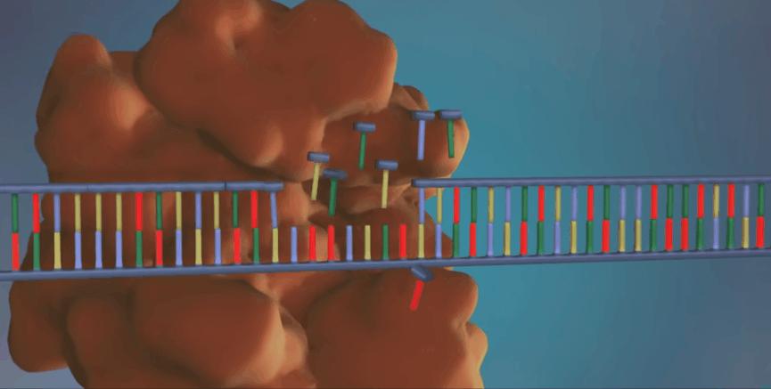 新型冠状病毒pcr检测操作规程,冠状病毒核酸检测pcr试剂