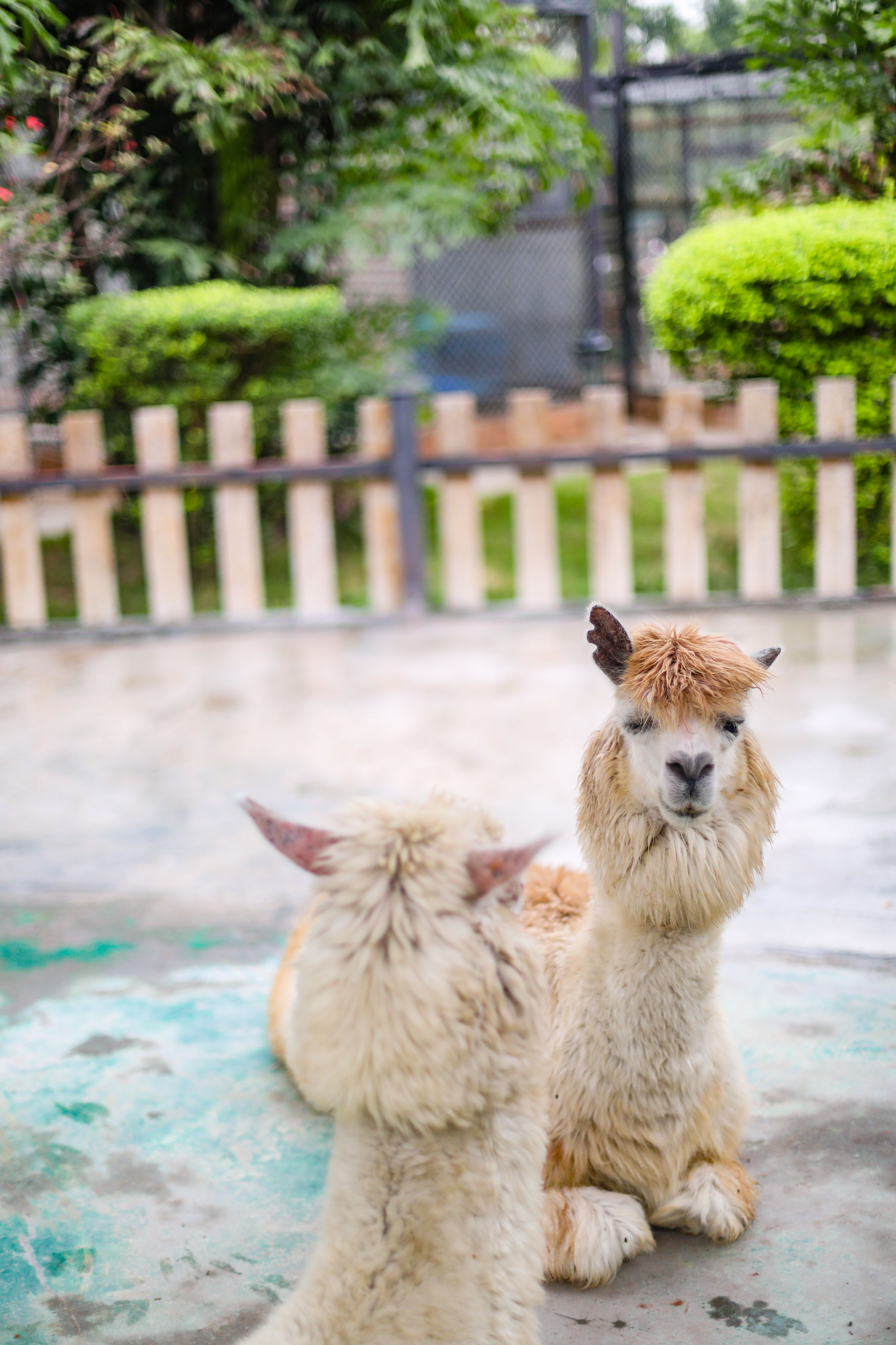 景点打卡东莞隐贤山庄,暑假东莞亲子游玩好去处隐贤山庄