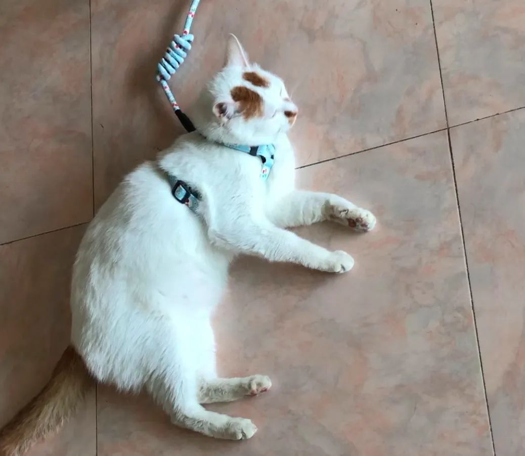 辟谣不能养猫,辟谣猫狗