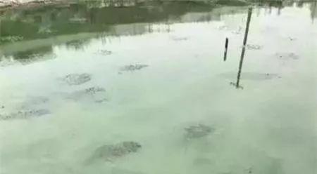 如何防治蟹塘蓝藻暴发,虾蟹塘有蓝藻杀还是不杀好