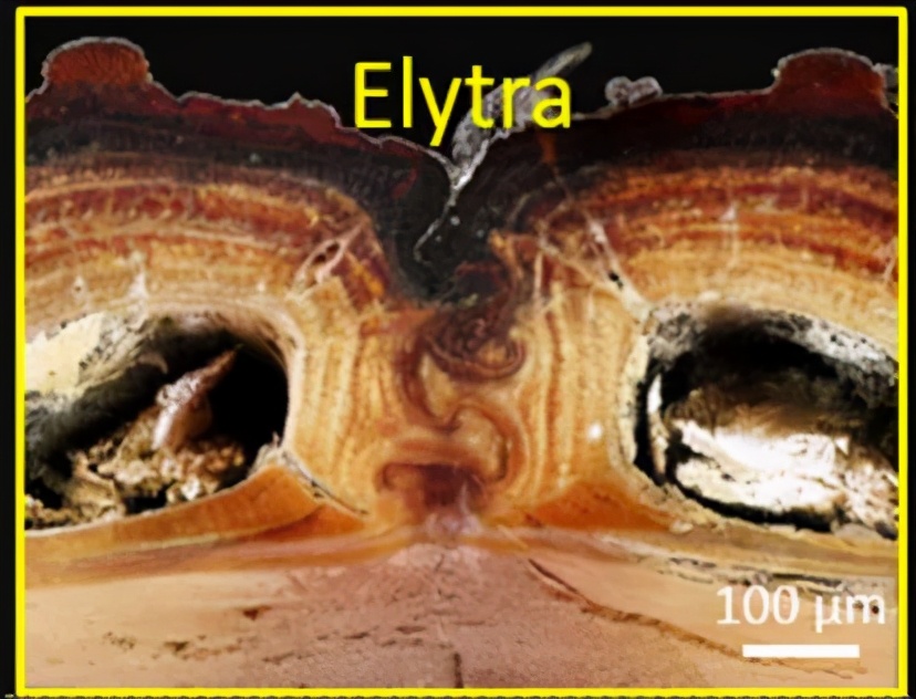 甲虫为什么那么强,压不死的灰色小虫子