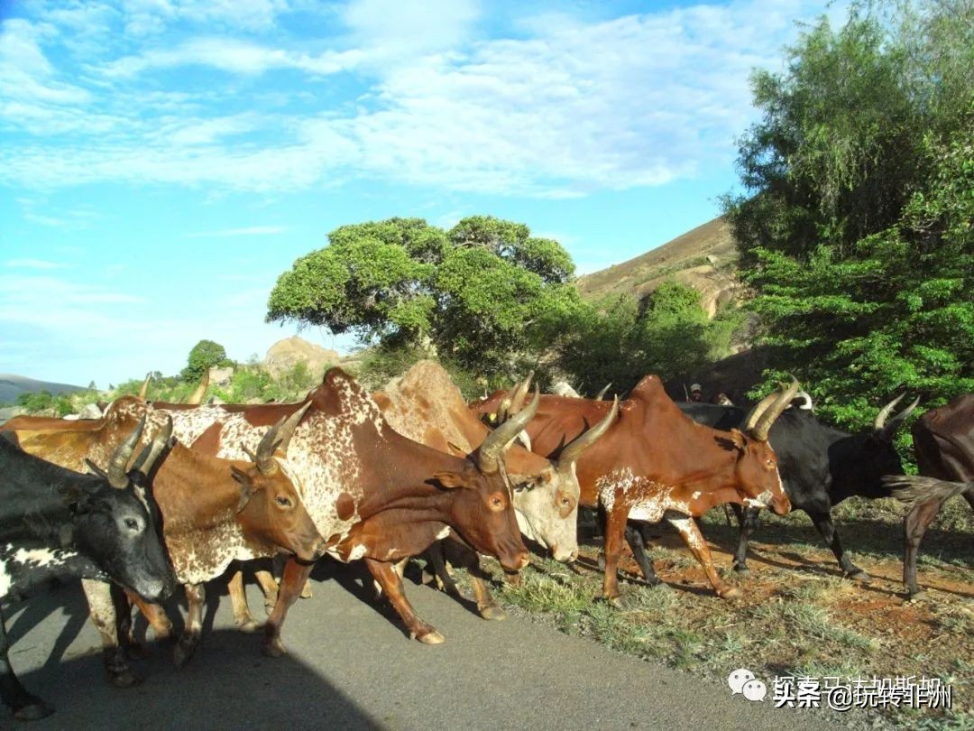 ​AlefaBarea！这到底是什么意思？|马达小科普