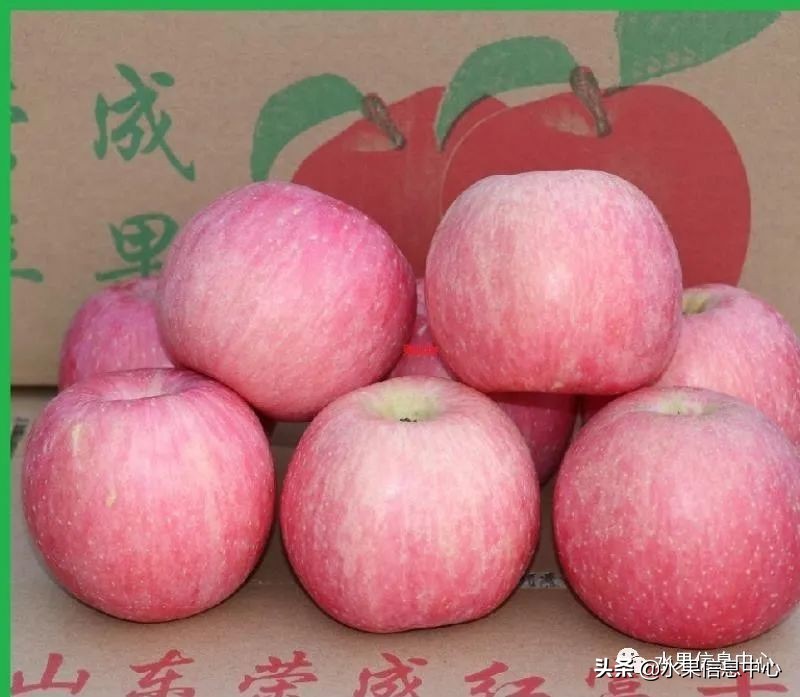 目前最有发展前途的早熟苹果品种,现在最好的富士苹果是什么品种