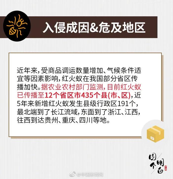 小心蚂蚁,小心红火蚁