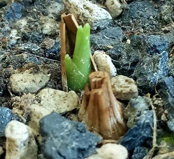 兰花枯枝烂叶怎么处理,兰花干枯怎么养护好看点