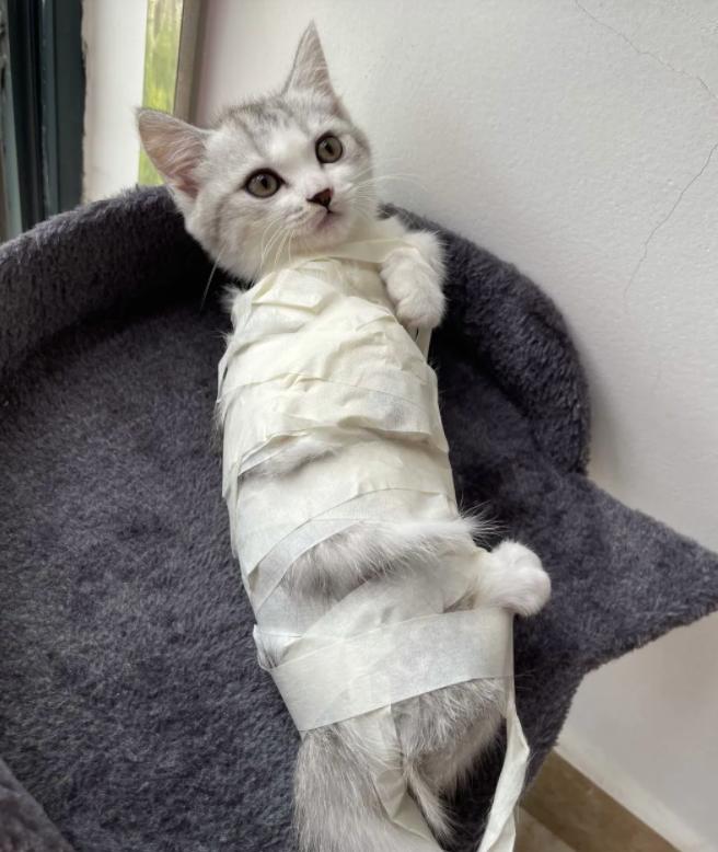 猫咪几个月后开始不可爱,猫咪几个月以后就养不熟了