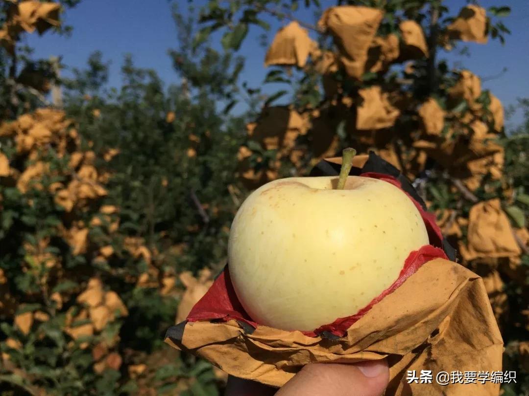 日本天价水果上热搜，苹果100元一个！中国老农却种出奶油富士