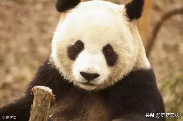 严重的黑眼圈眼袋怎么解决,教你消除黑眼圈眼袋和细纹