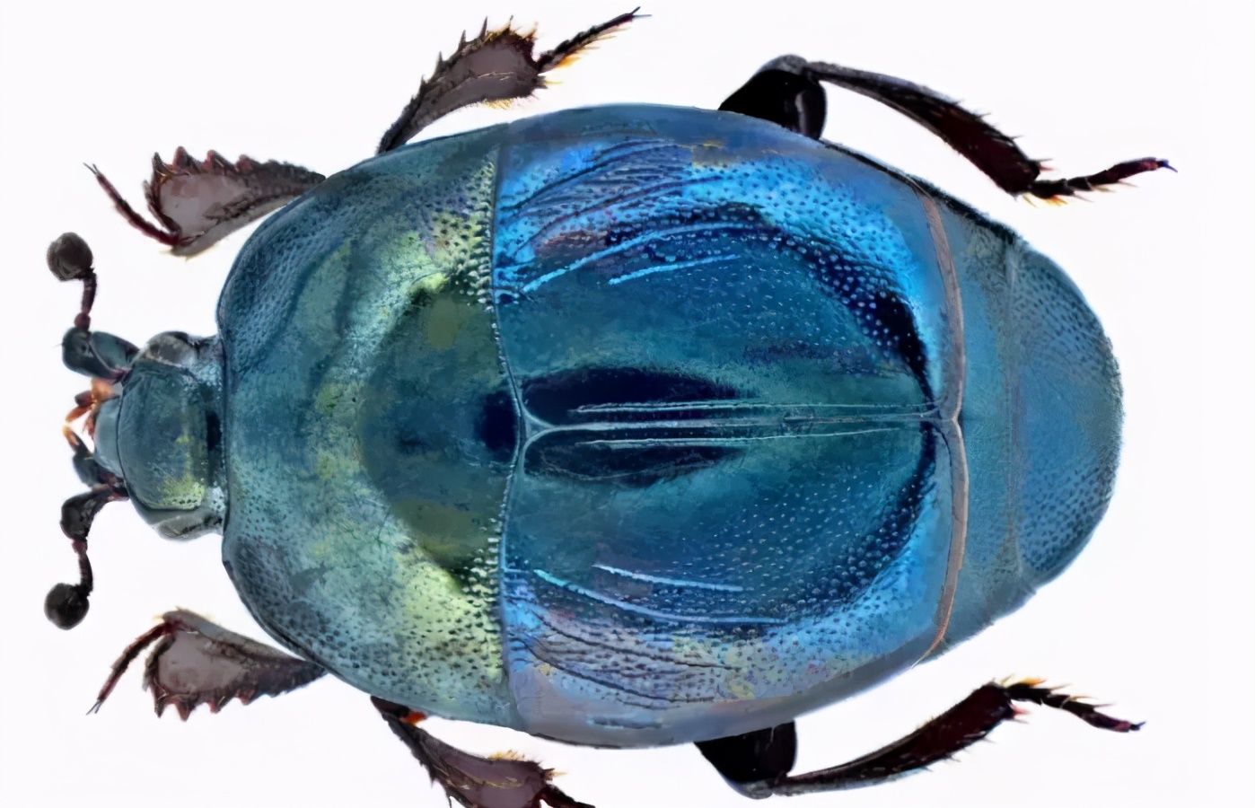 苍蝇的天敌和食物,苍蝇的克星食物