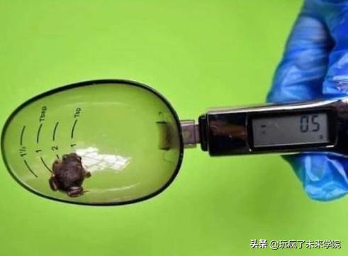 熊猫称完体重后自闭,当熊猫称完体重自闭