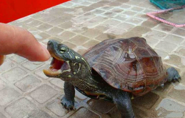 小孩被乌龟咬怎么才能让乌龟松口,乌龟咬住手怎么让它松口