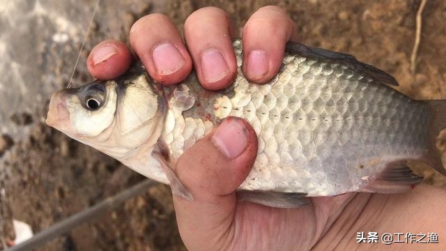 钓鱼双飞怎么上鱼,钓鱼双飞的最佳方法