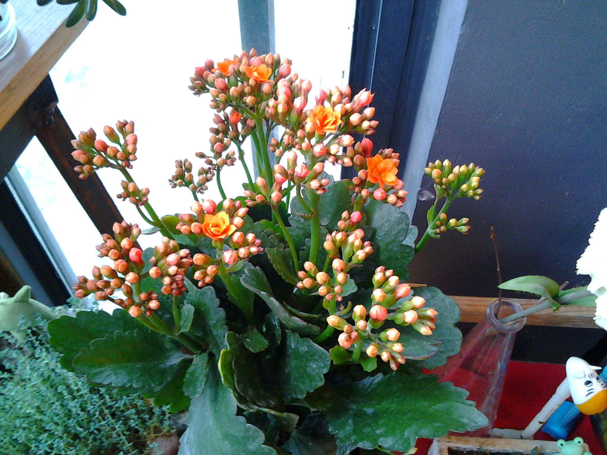 长寿花开花越来越小原因,长寿花花朵小怎么办