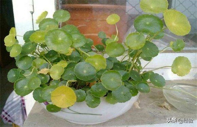金钱草叶子变黄是什么原因,金钱草的叶子变黄枯萎是怎么回事