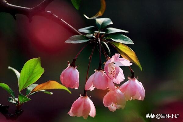 海棠花叫断肠花的故事,海棠花又名断肠花有毒吗