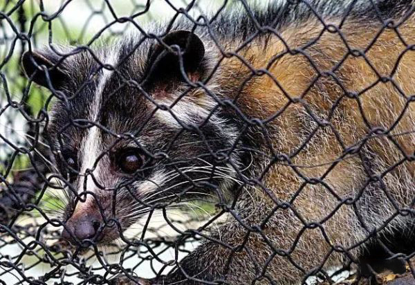 除了蝙蝠还有什么野生动物不能吃,十大不能吃的野生蝙蝠