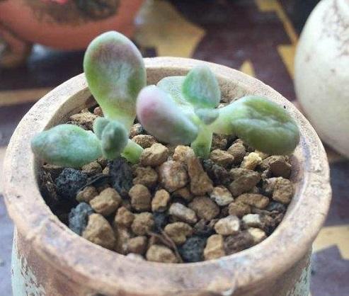 多肉蔫了是淹了还是缺水了,多肉枯萎是水太多还是缺水