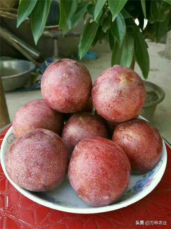 恐龙蛋李子上海可以种植吗,种恐龙蛋李子怎么样