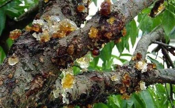 桃树流胶严重导致树死,桃树树干流胶病的治疗方法