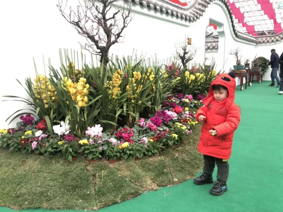 许昌鄢陵腊梅,许昌蜡梅