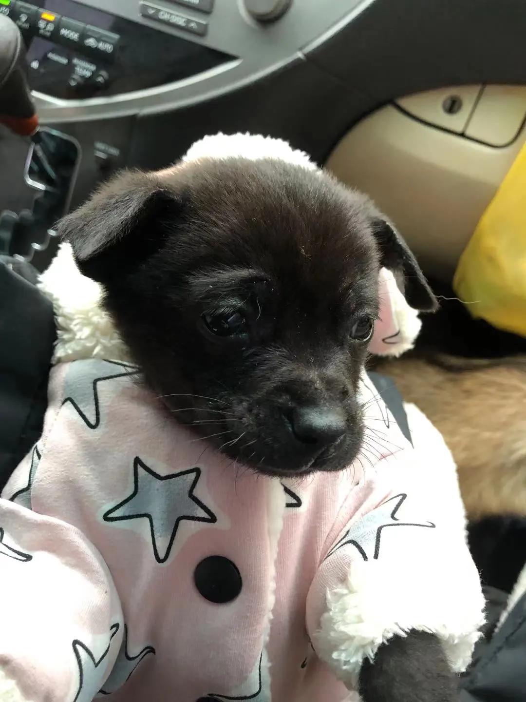 男生猛犬穿女装,男生细狗穿女装