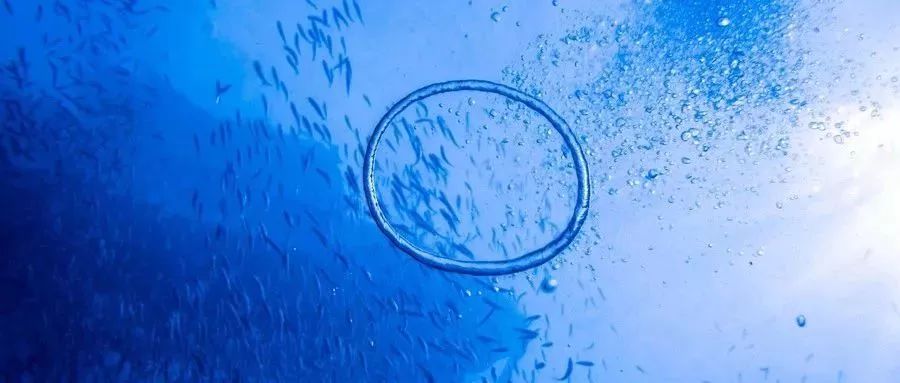 杜马盖地,杜马盖地如何