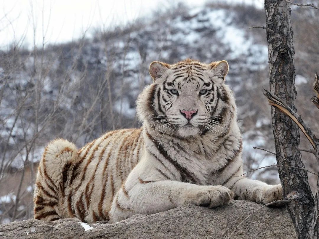 出行安全宝典,北京旅游安全攻略