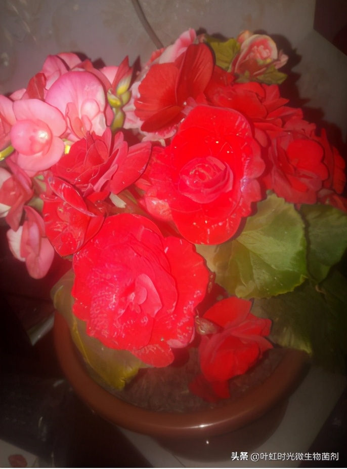 海棠花不长叶子花苞少怎么办,海棠花花后不长叶怎么回事