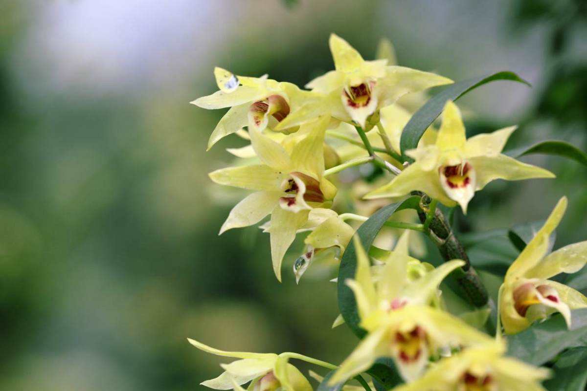 养的花不生长怎么办,养的花不生根是什么原因