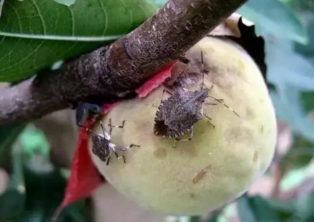 桃树虫害图谱,桃树虫害的图片及防治方法