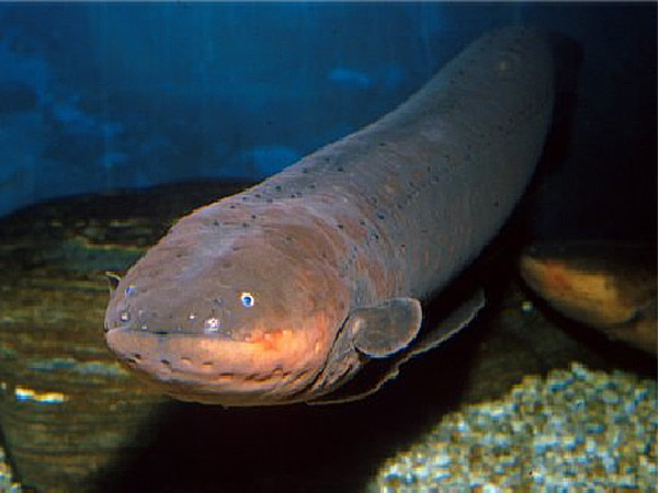 1万v高压能把人瞬间电死吗,高压线能电死人的原理