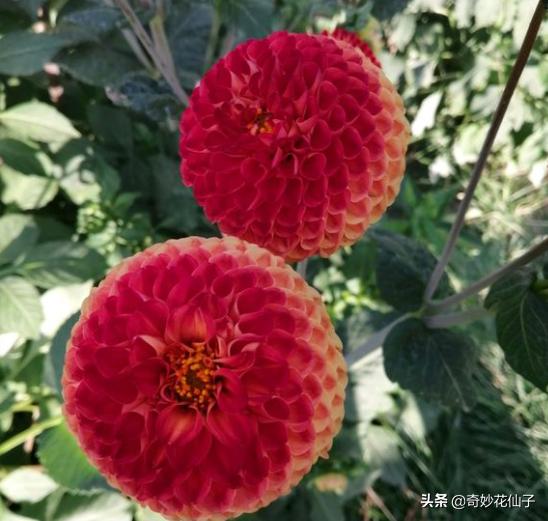 大丽花冬季养护，做到这几点，可以让它轻松安全越冬