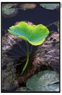 残荷虽败风骨犹存文案,残荷虽败能听雨