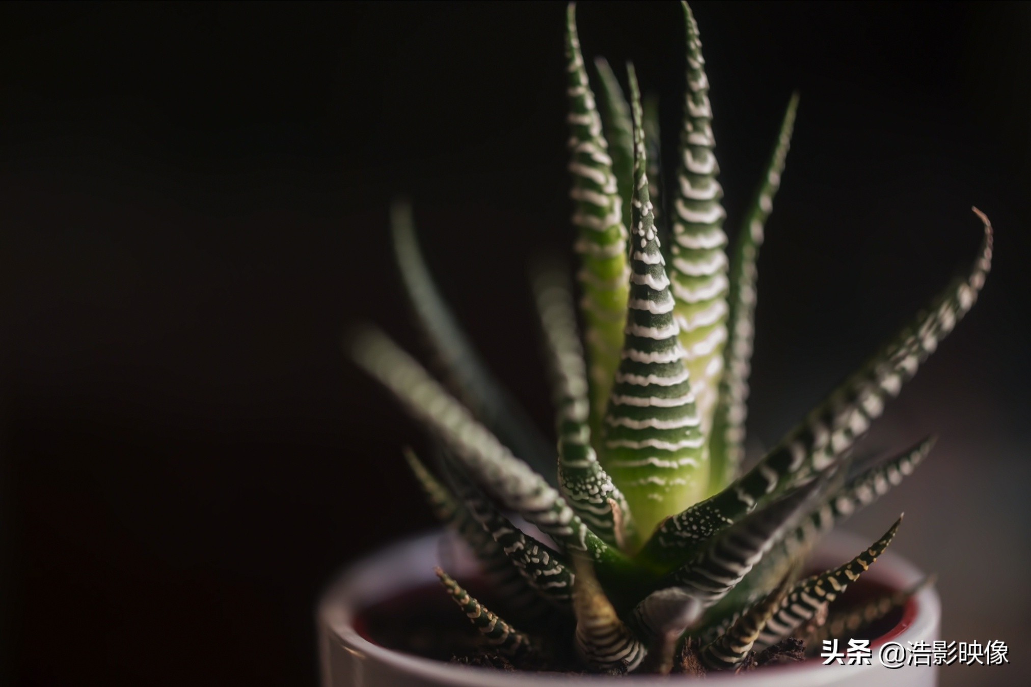 尼康58f0.95样片,尼康58mmf1.4g评测