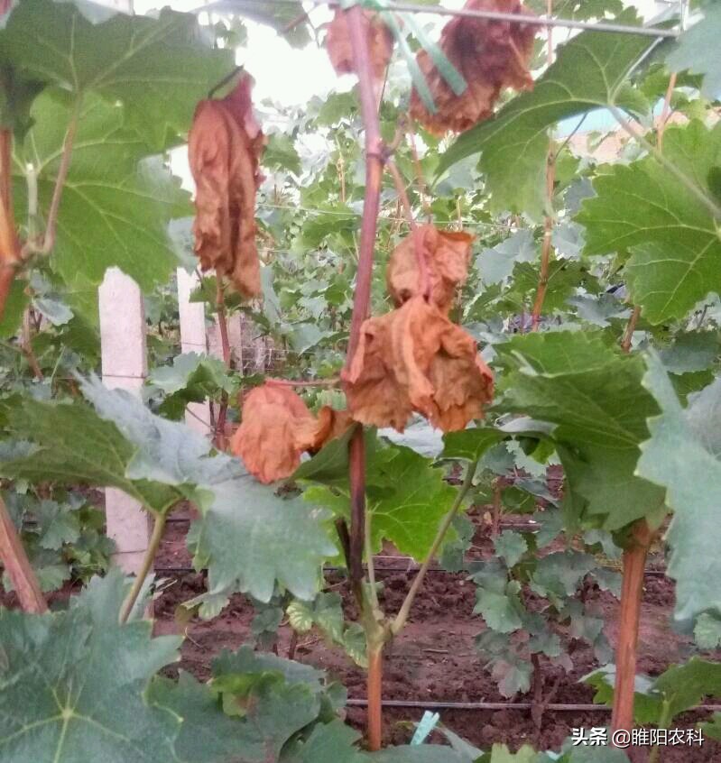 阳光玫瑰葡萄白腐病与霜霉病区别,葡萄溃疡病与白腐病有什么区别