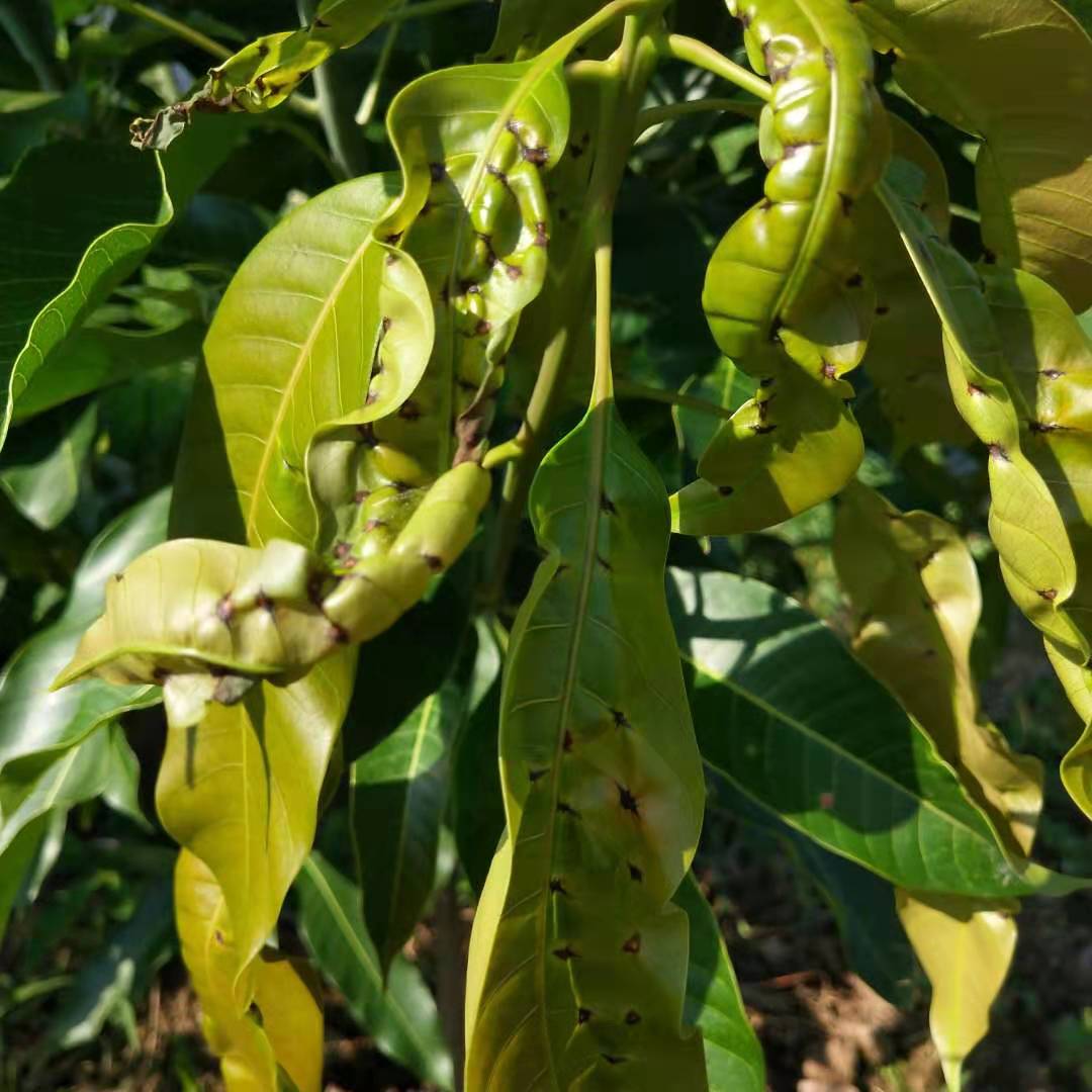 芒果炭疽病角斑病用什么药,哪些药剂可以预防芒果角斑病