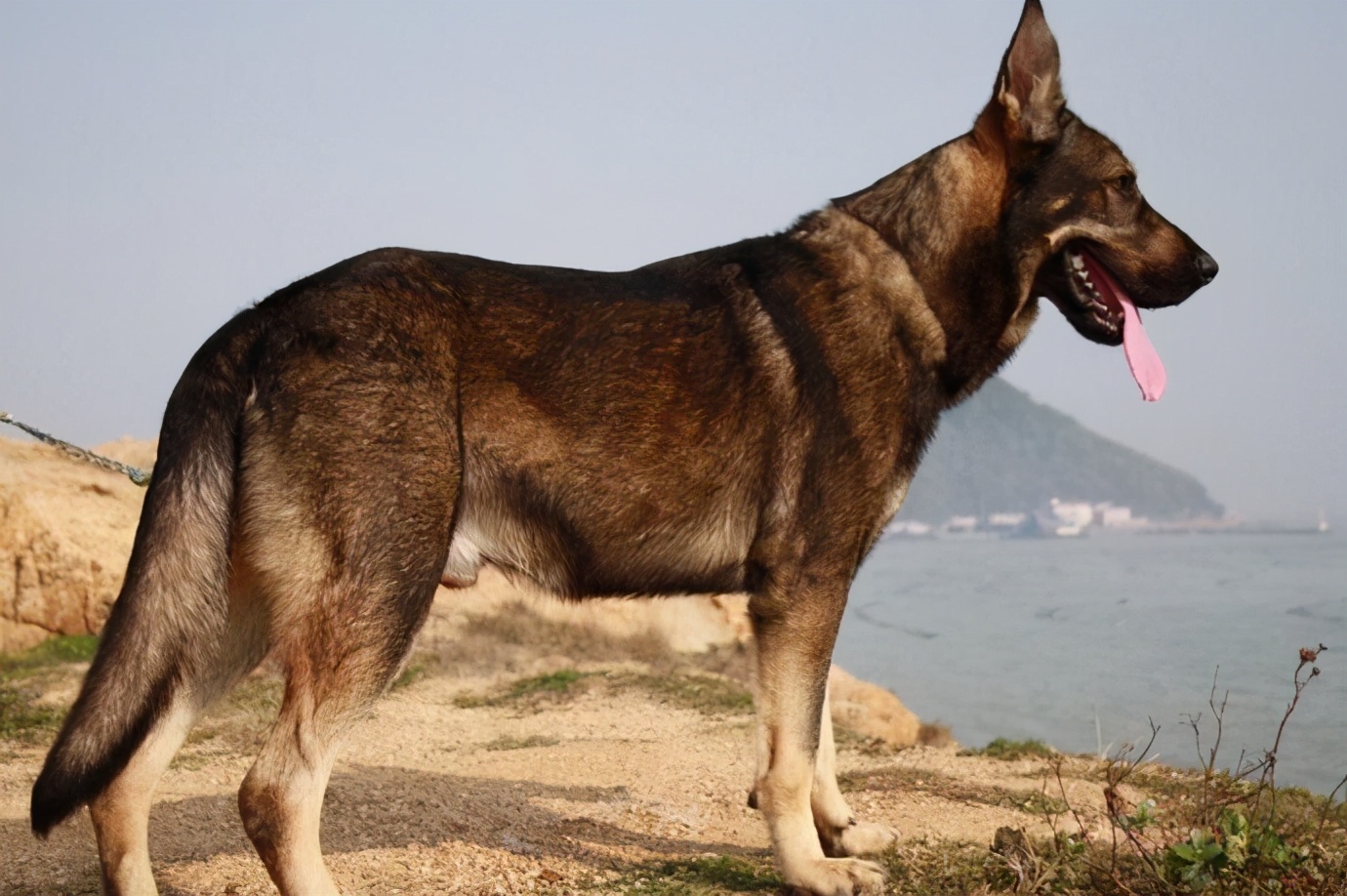 昆明犬怎么养才最好,昆明犬与马犬哪个比较优秀