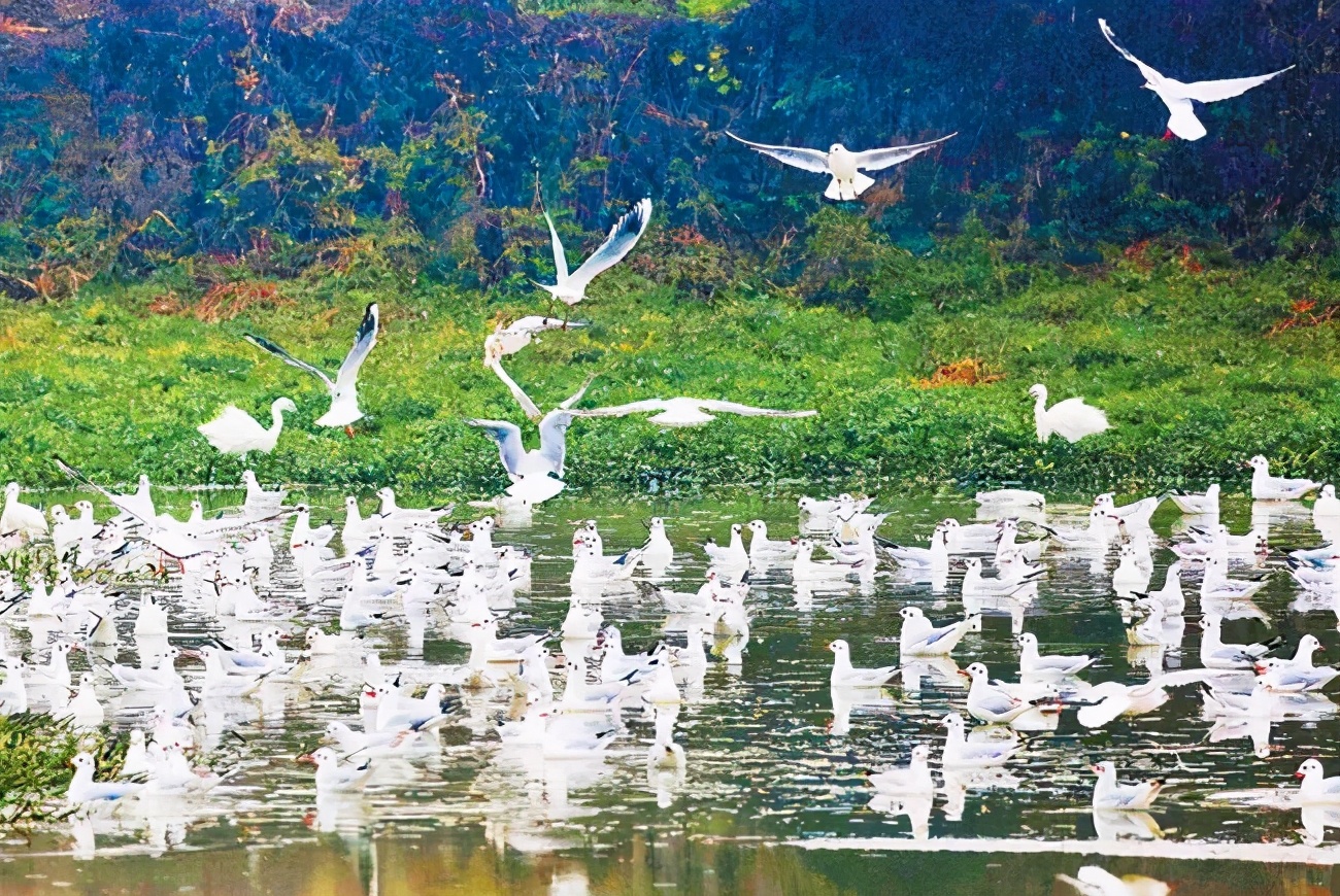 合肥被评为最宜居的城市,西安与合肥哪个宜居