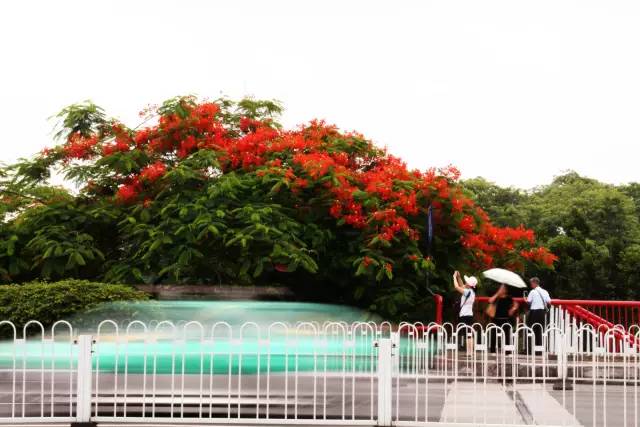 毕业季的凤凰花和栀子花,毕业季凤凰花开的时候